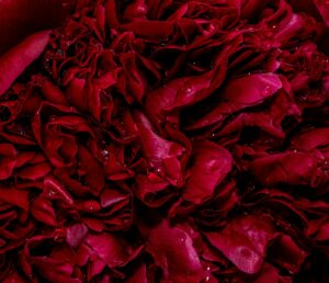 red petaled flowers lot